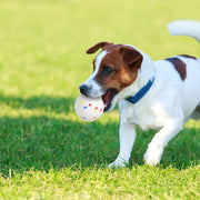 Dog Balls for Automatic Launcher 2.3" ETPU 6-Pack