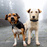 Wireless Dog Fence & Training Collar System with 990ft Range