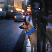 LED Dog Collar USB Rechargeable Adjustable Dog Safety Collar Night Safety Flashing Luminous Light up Collar