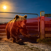 Solar Animal Repeller with Motion Sensor & Ultrasonic Sound